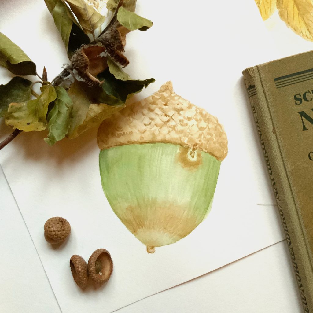 Watercolor art with details - botanical illustration of acorn